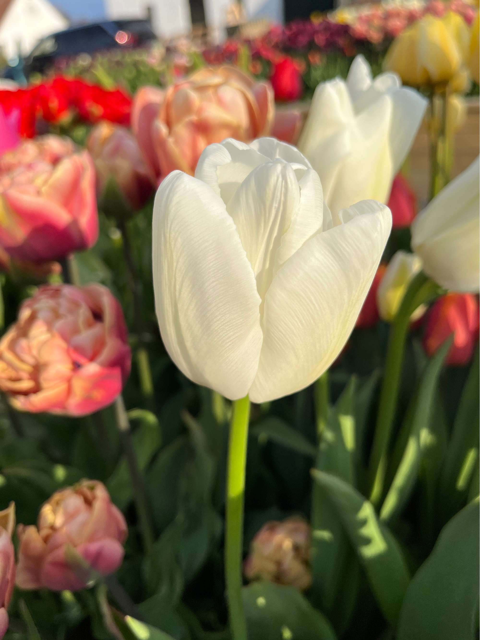 Tulpe 'Ivory Floradale'